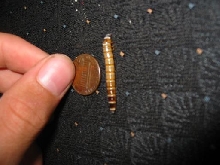 Superworm Size