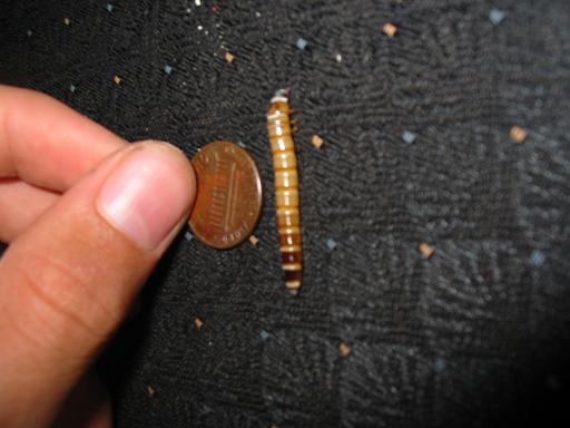 Superworm Size