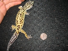 Size comparison