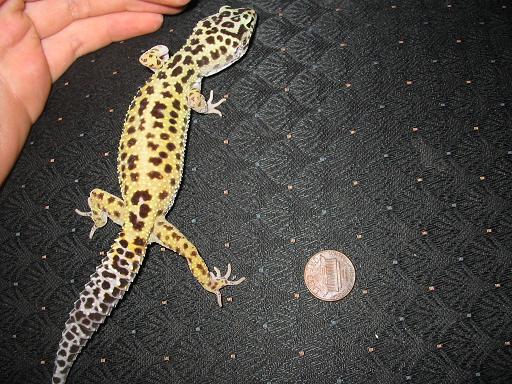 Size comparison