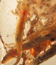 unidentified thingie