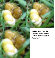 snake poop
