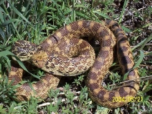 gopher snake