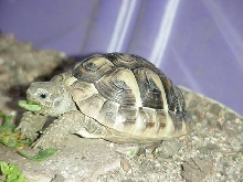 hermie