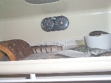 possible axanthic