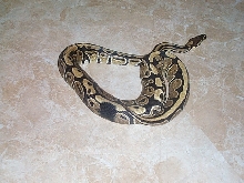 Paradox Ball Python