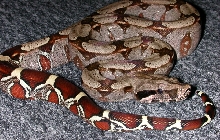 Guyana Keeper male - same snake another pic