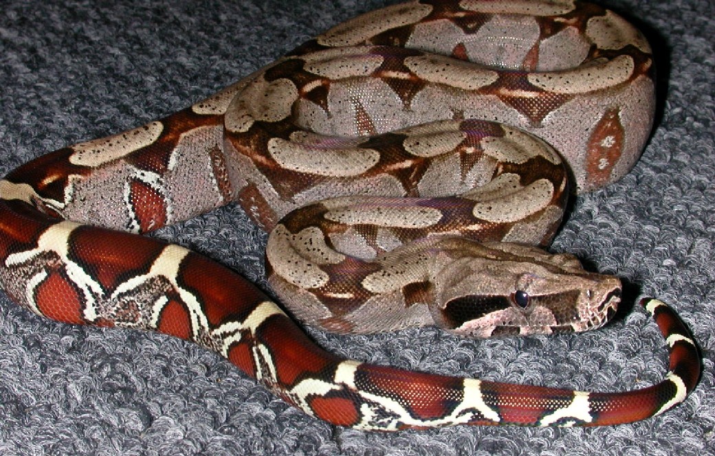 Guyana Keeper male - same snake another pic