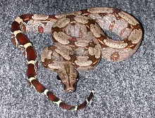 Guyanan - '03 keeper male