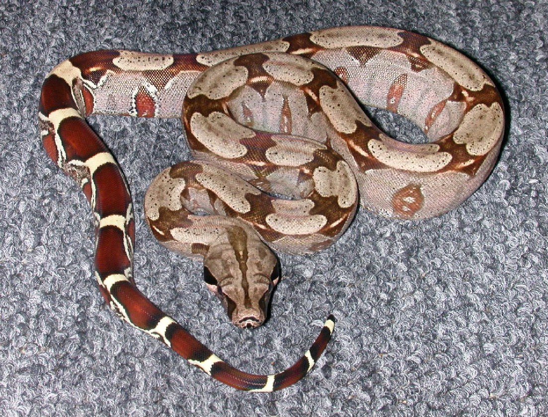 Guyanan - '03 keeper male