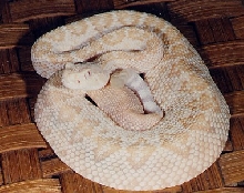 Albino atrox