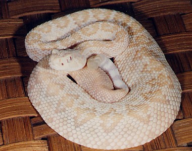 Albino atrox