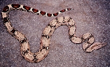 Fine line Boa constrictor1