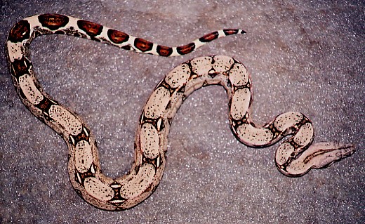 Fine line Boa constrictor1