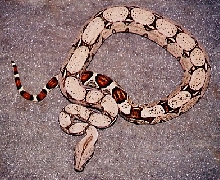 Fine line Boa constrictor2