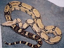 Nice Bci - arabesque?1