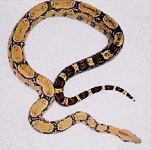 Nice Bci - arabesque?2