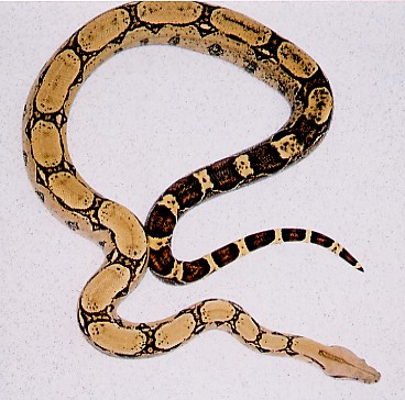 Nice Bci - arabesque?2