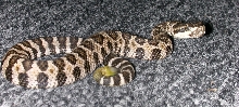 Newborn Southern Pacific Rattlesnake
