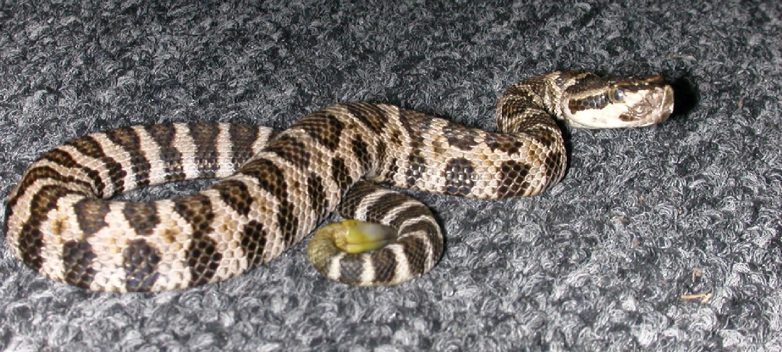 Newborn Southern Pacific Rattlesnake