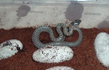 Coachwhip hatchling