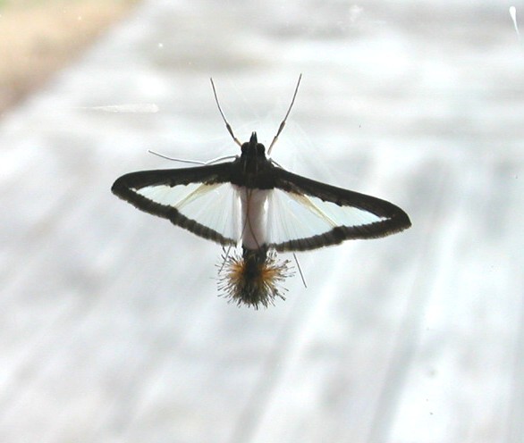 Cool moth