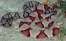 Copperheads - Southerns