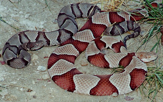 Copperheads - Southerns