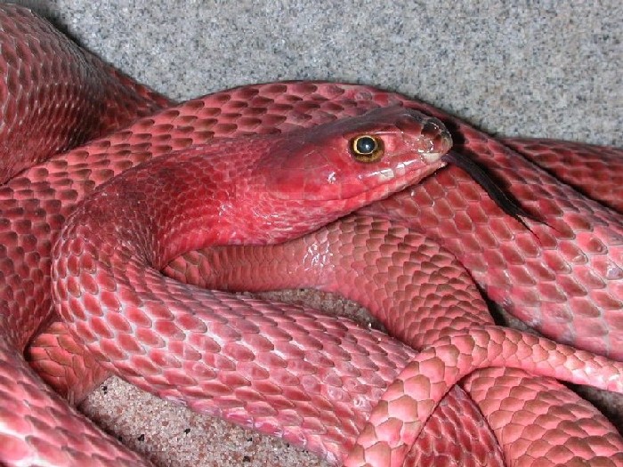 Blazing Pink Coachwhip