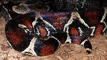 Guyanan adult female - close-up tail
