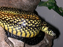 Spilotes - speckled female