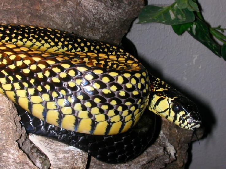 Spilotes - speckled female