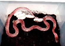Pink coachwhip with eggs