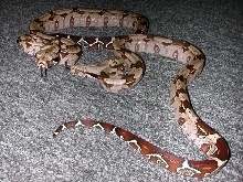 Guyanan yearling males - nice tails