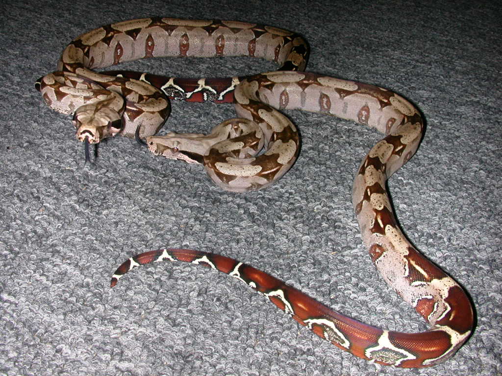Guyanan yearling males - nice tails