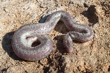 Grape Soda - Rosy Boa