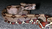 Guyana Yearling male - available
