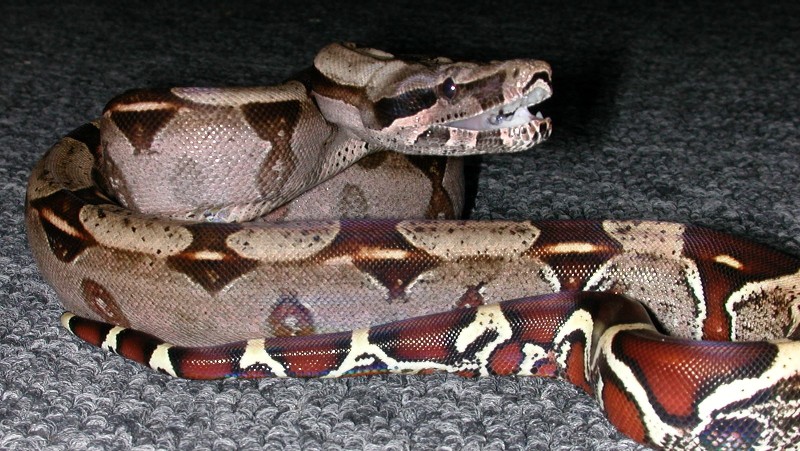 Guyana Yearling male - available