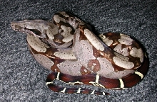 Keeper Guyanan "MAX" '03