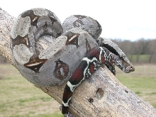 Guyana  yearling female - SOLD
