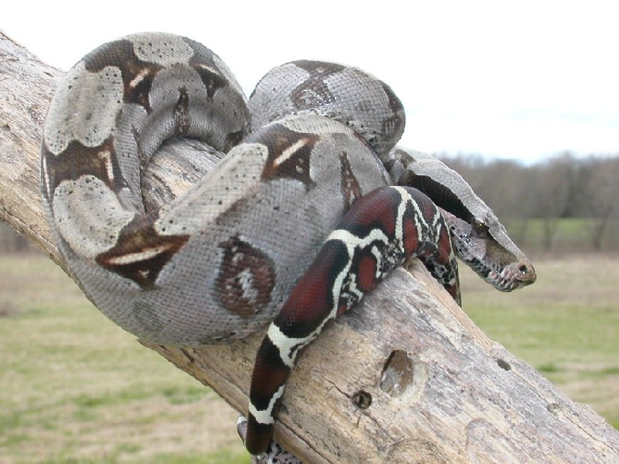 Guyana  yearling female - SOLD