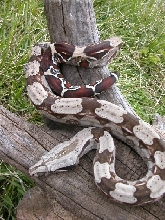 Guyana yearling male1