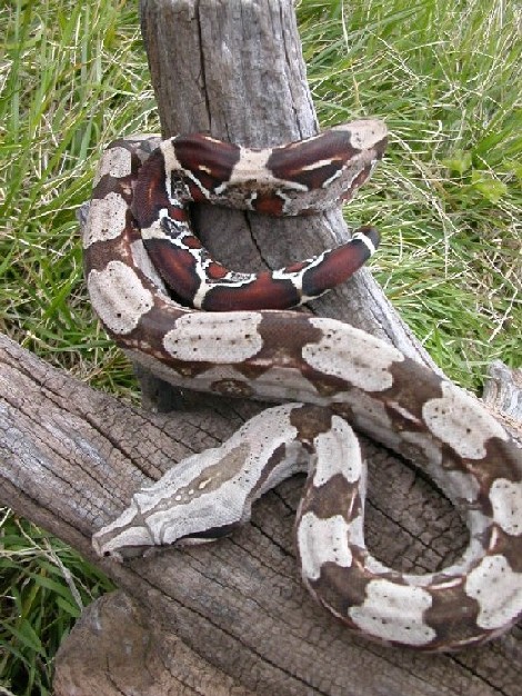 Guyana yearling male1