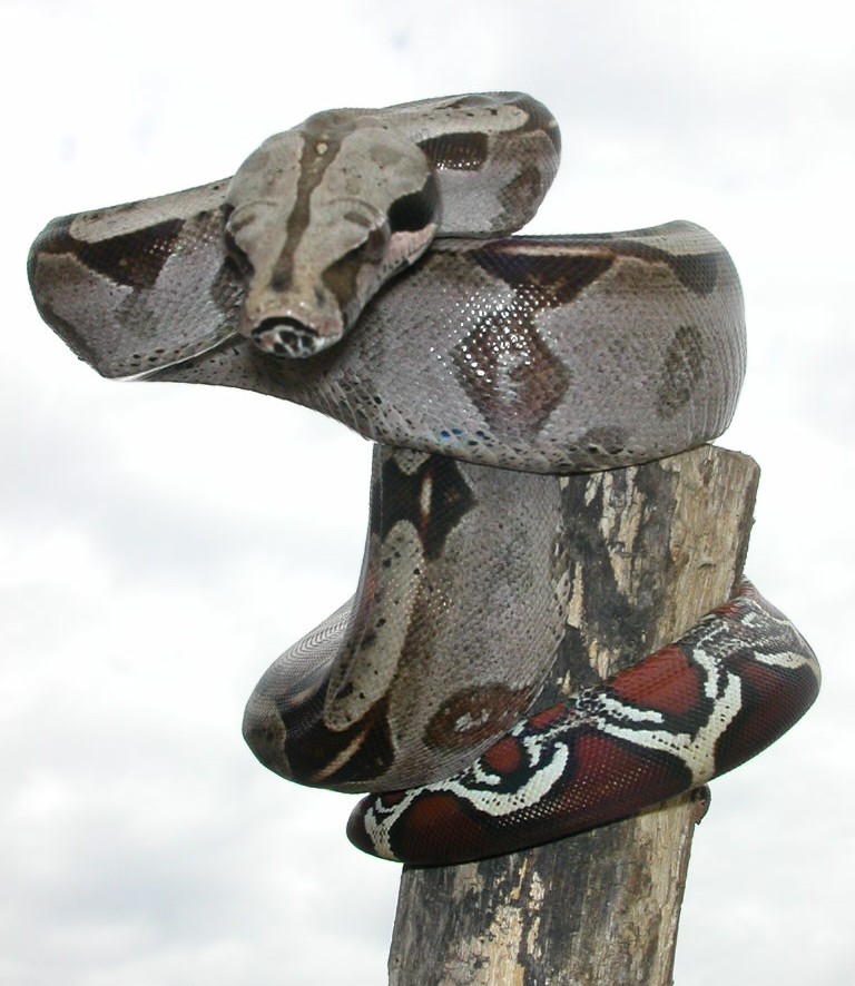 Guyana yearling male2