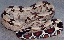 Guyanan female keeper