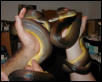 Australian water pythons