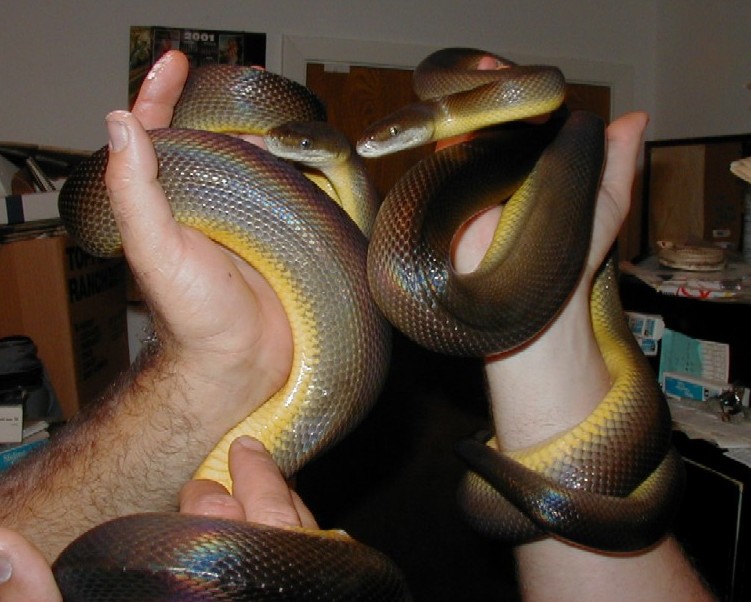 Australian water pythons