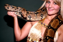 Female Bci - main breeder "Samantha"