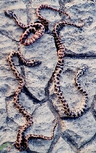 Jungle Carpets 03 hatchlings