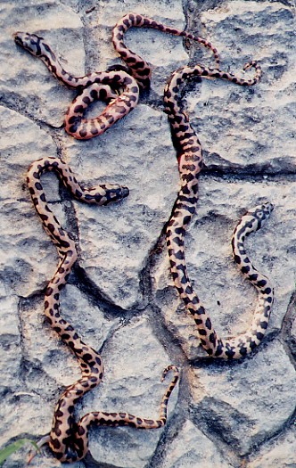 Jungle Carpets 03 hatchlings